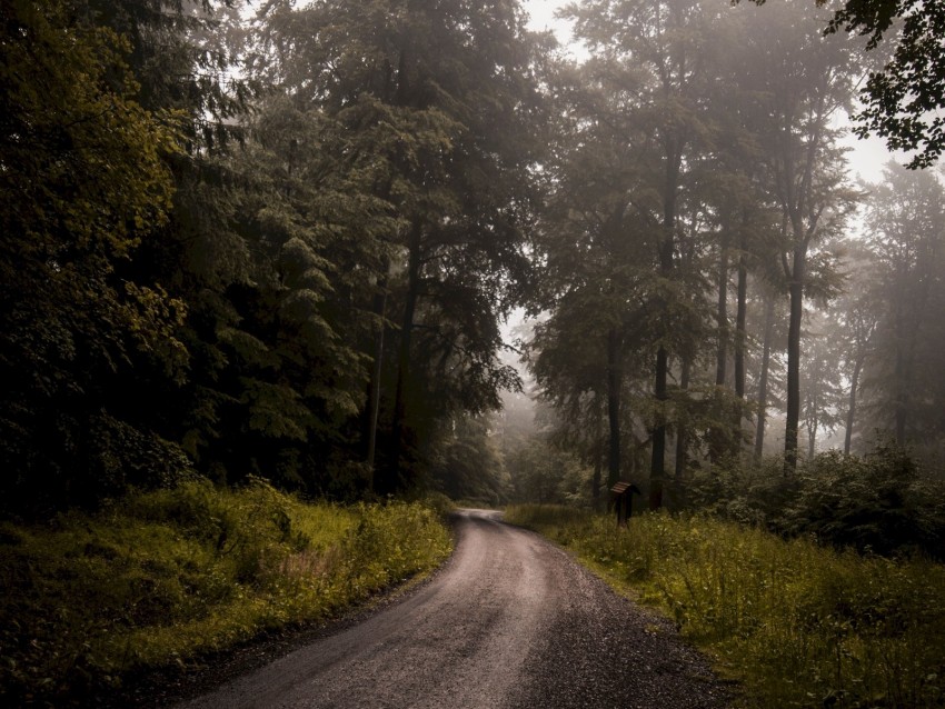 forest, road, fog, turn, trees, grass
