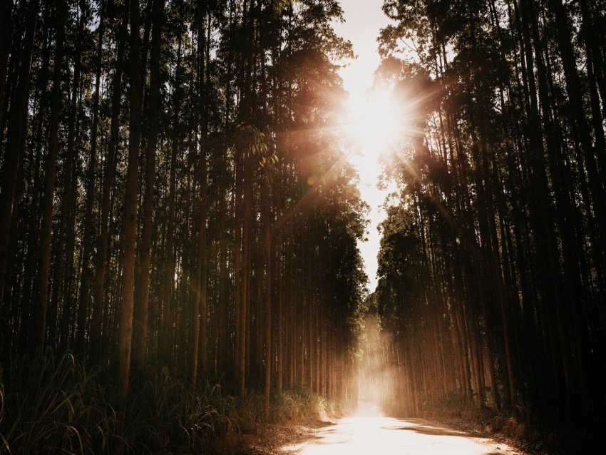 forest, road, sunlight, trees, glare, rays