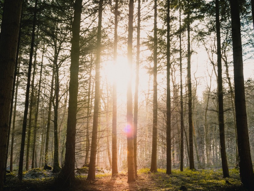 forest, sun, blinding, bright, glare, rays, trees