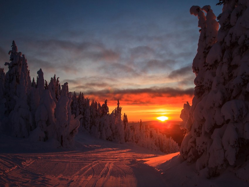 forest, sunset, winter, landscape, slope, snowy