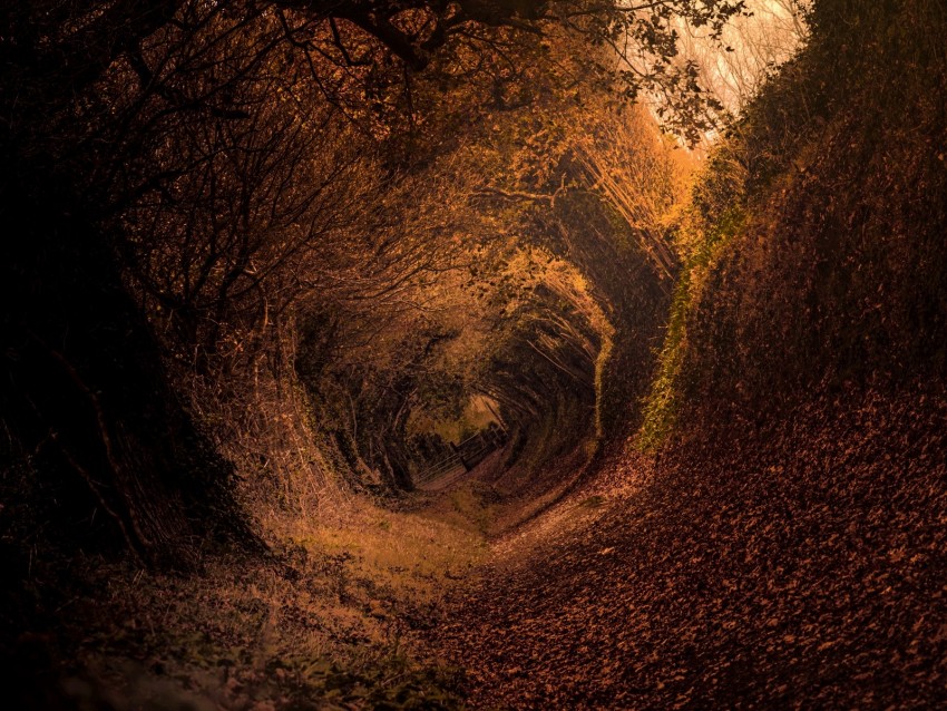 forest, trail, autumn, rotation, swirling