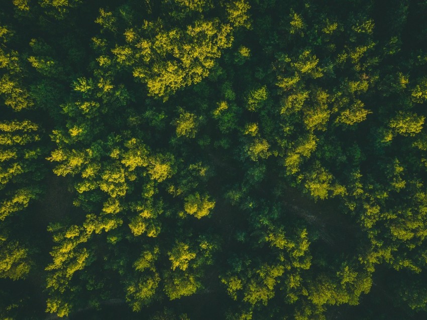 forest, trees, aerial view, treetops, green