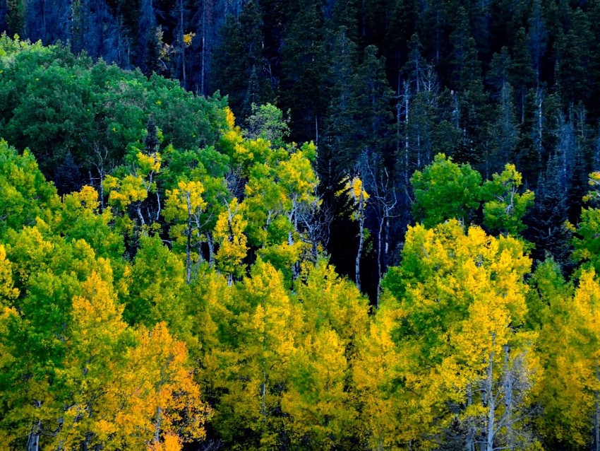 forest, trees, autumn, yellow