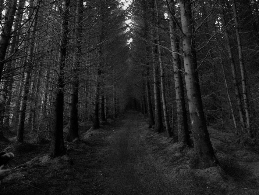 forest, trees, bw, path, autumn, gloomy