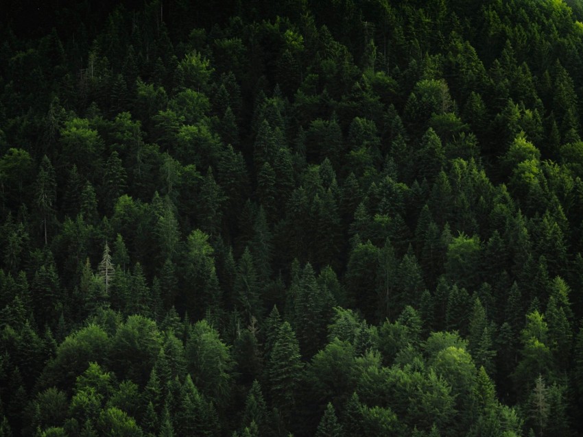 forest, trees, coniferous, green, treetops