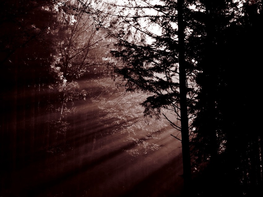forest, trees, dawn, haze, sunbeams, dark