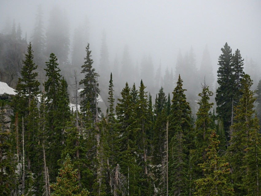 forest, trees, fog, pine, tops