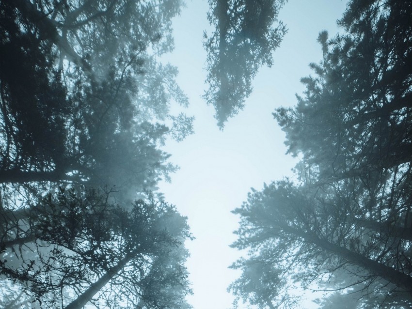forest, trees, fog, pines, treetops