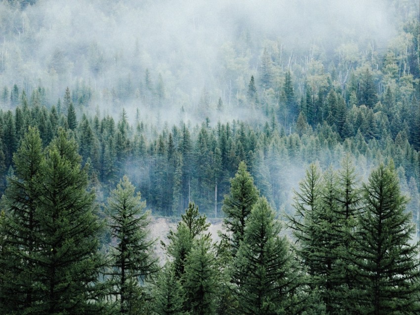 forest, trees, fog, tops, spruce, pine