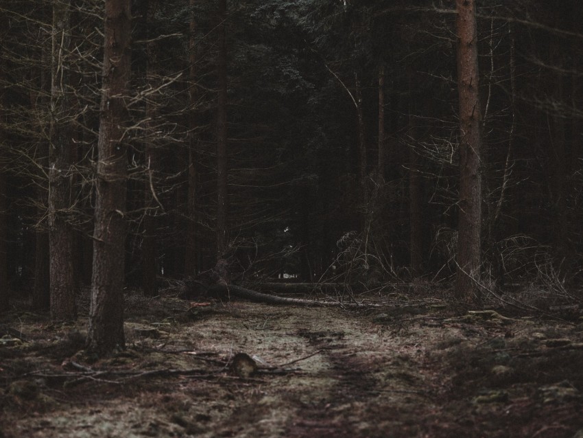 forest, trees, path, dark