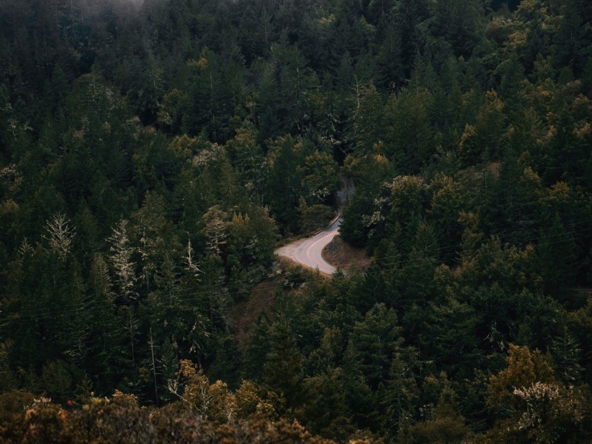 forest, trees, road, fog, turn