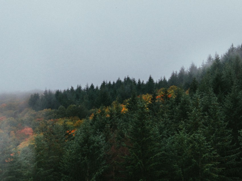 forest, trees, sky, autumn, fog