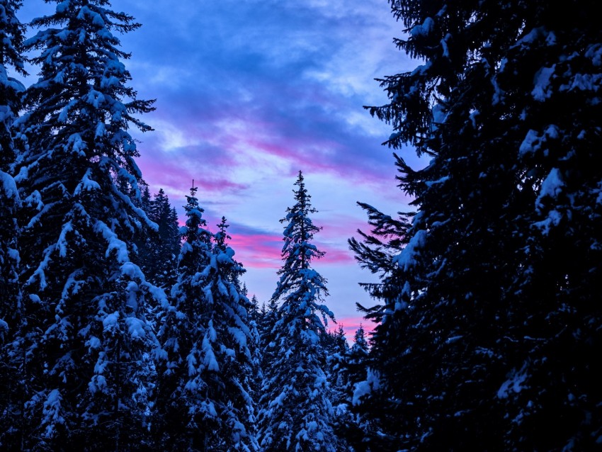 forest, trees, snow, sunset, sky
