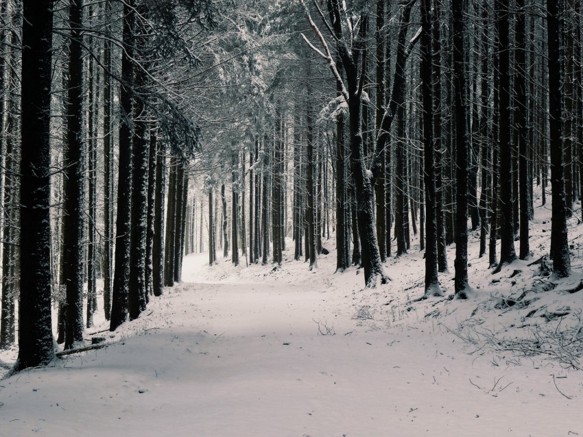 forest, trees, snow, winter, pines