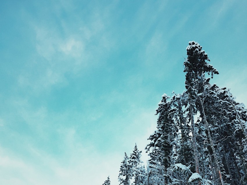 forest, trees, snowy, tops, sky, winter
