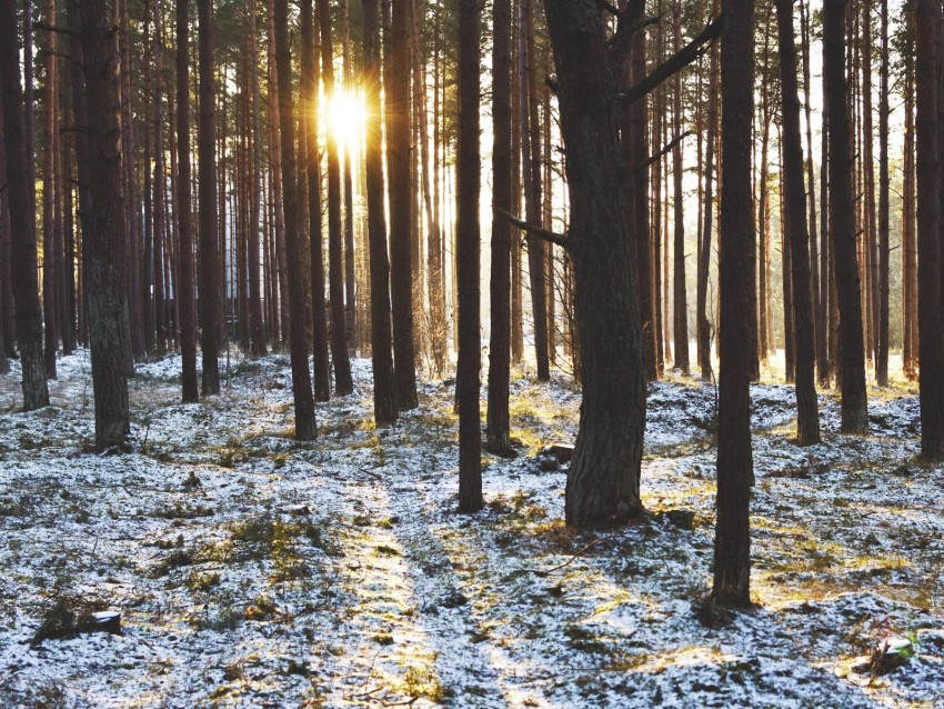 forest, trees, sunset, sun, winter, rays