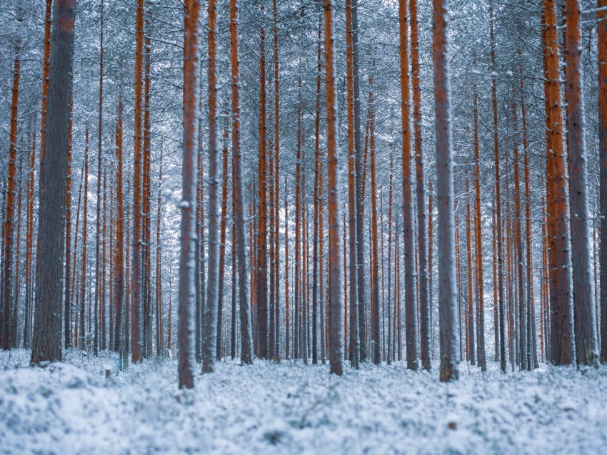 forest, trees, winter, snow, minimalism