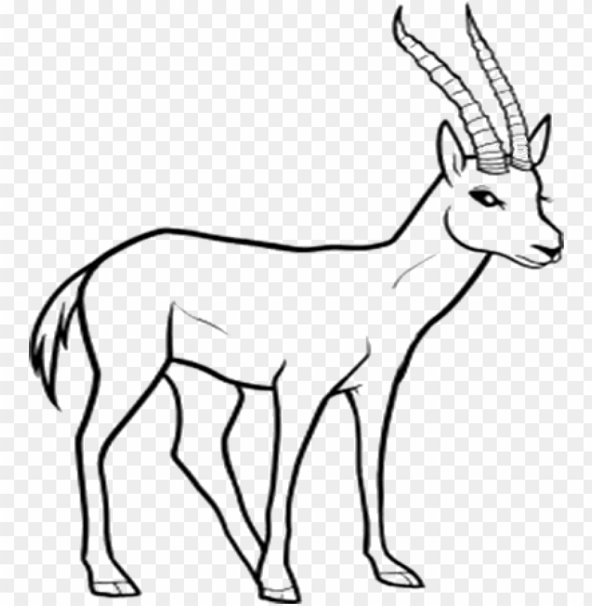 forest wild animal best blog line drawings of wild easy wild animals to draw PNG transparent with Clear Background ID 213973