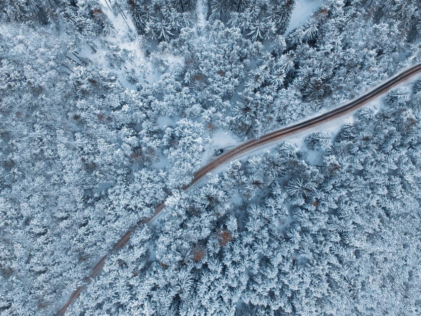 forest, winter, aerial view, snow, snowy, trees