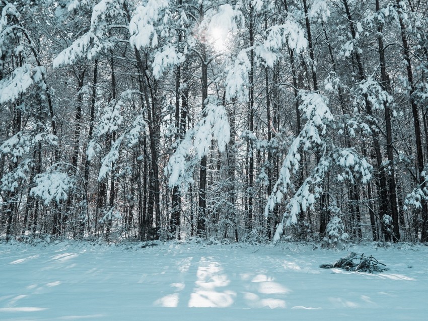 forest, winter, snow, trees, light