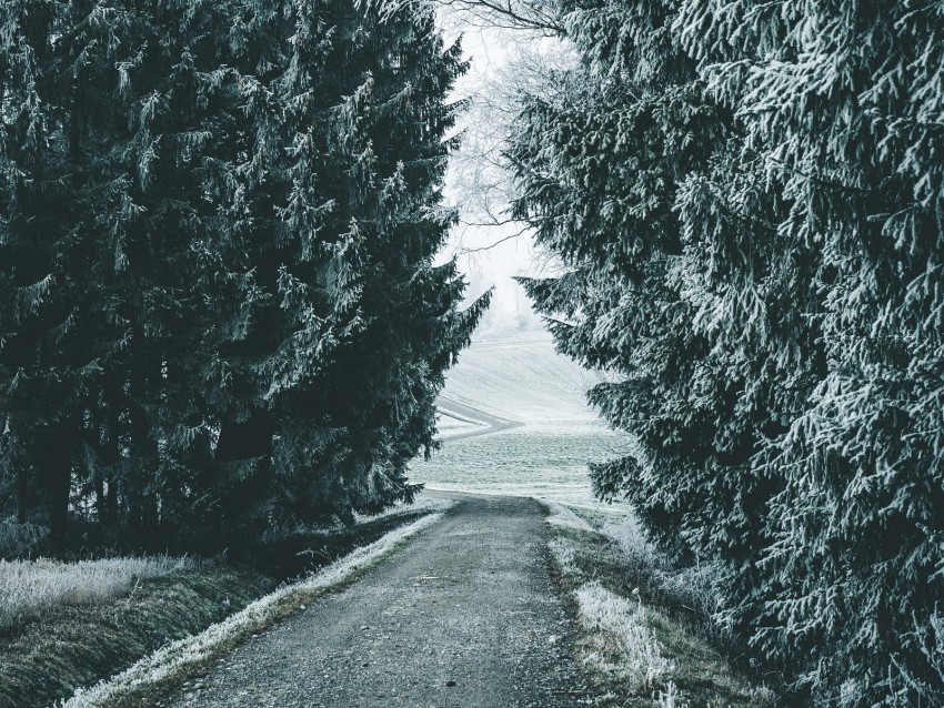 forest, winter, snow, trees, road, snowy