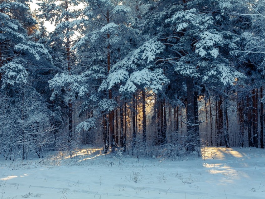 forest, winter, snow, trees, winter landscape