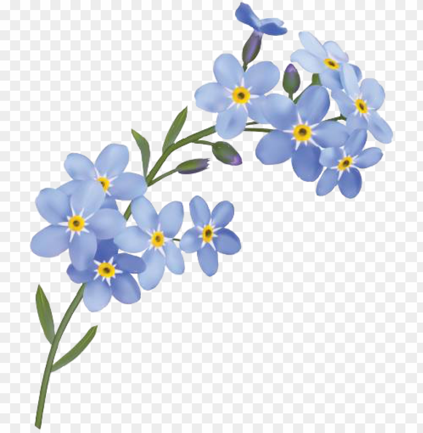 forget me not flower PNG transparent with Clear Background ID 167955
