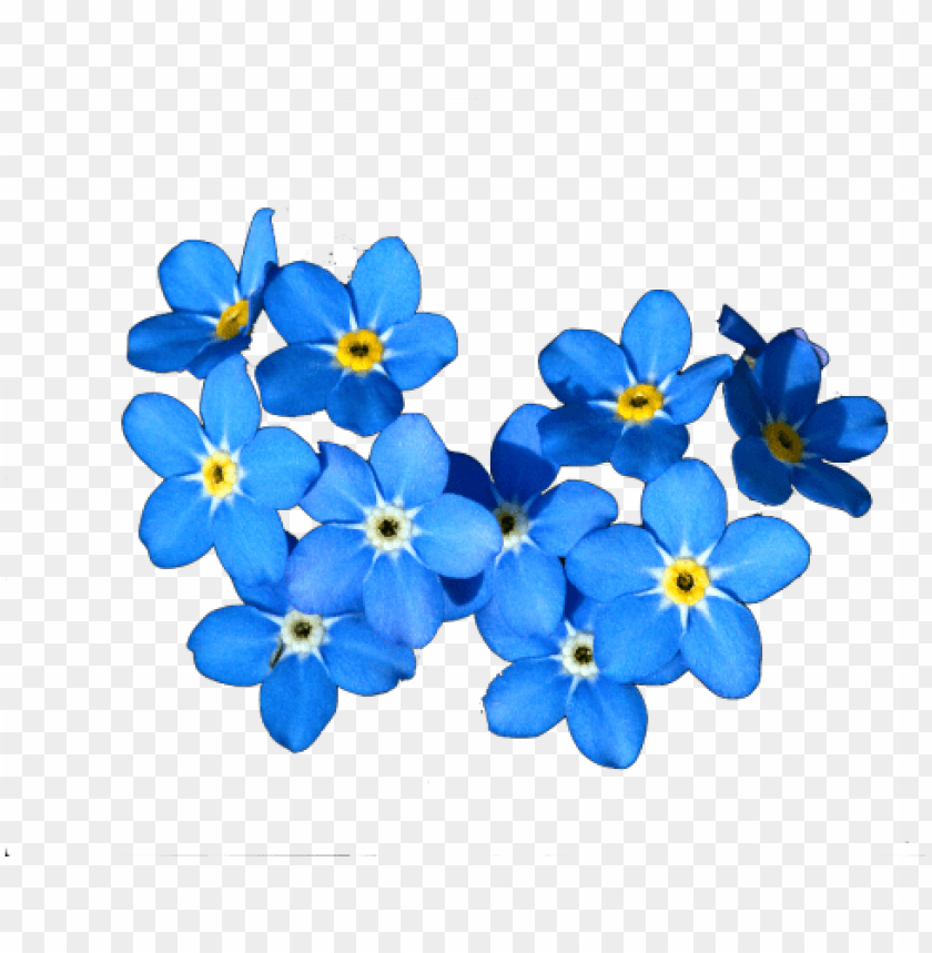 forget me nots PNG transparent with Clear Background ID 255894