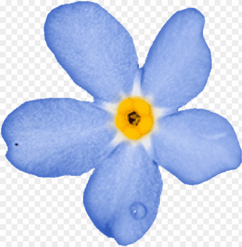forget me nots незабудка пнг PNG transparent with Clear Background ID 255892