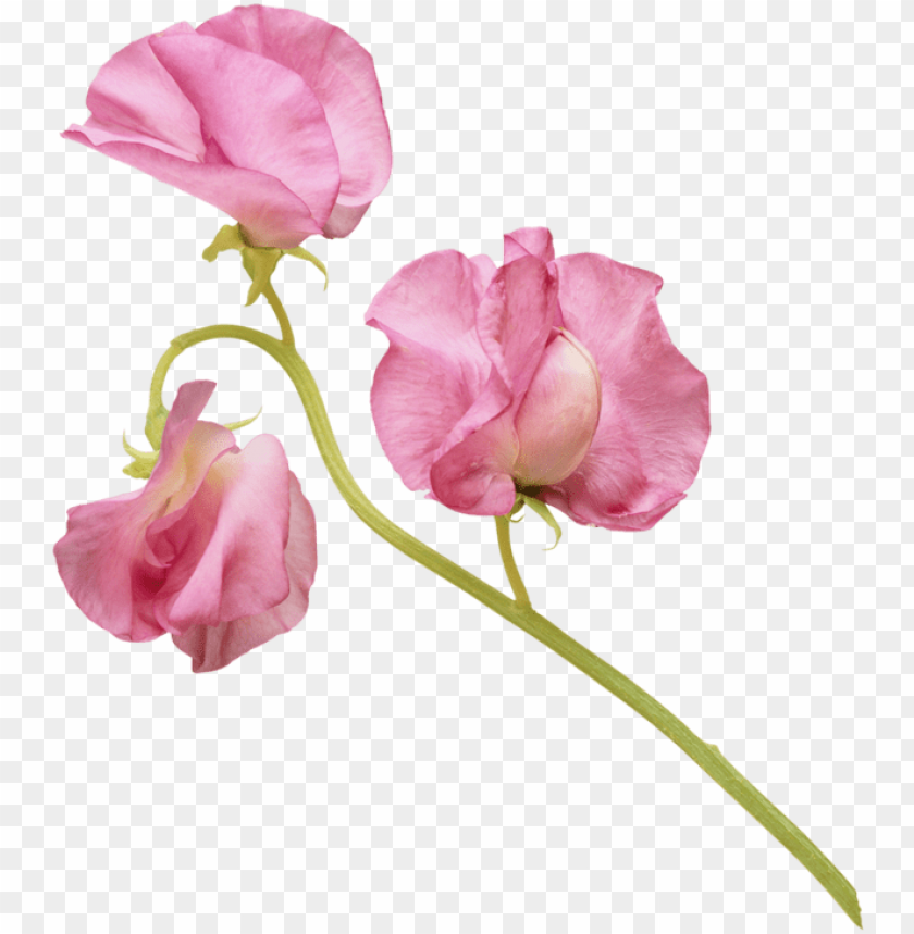 Download Фотки rosas, flores acuarela, oleos, primavera, formato - sweet  pea flower png - Free PNG Images | TOPpng