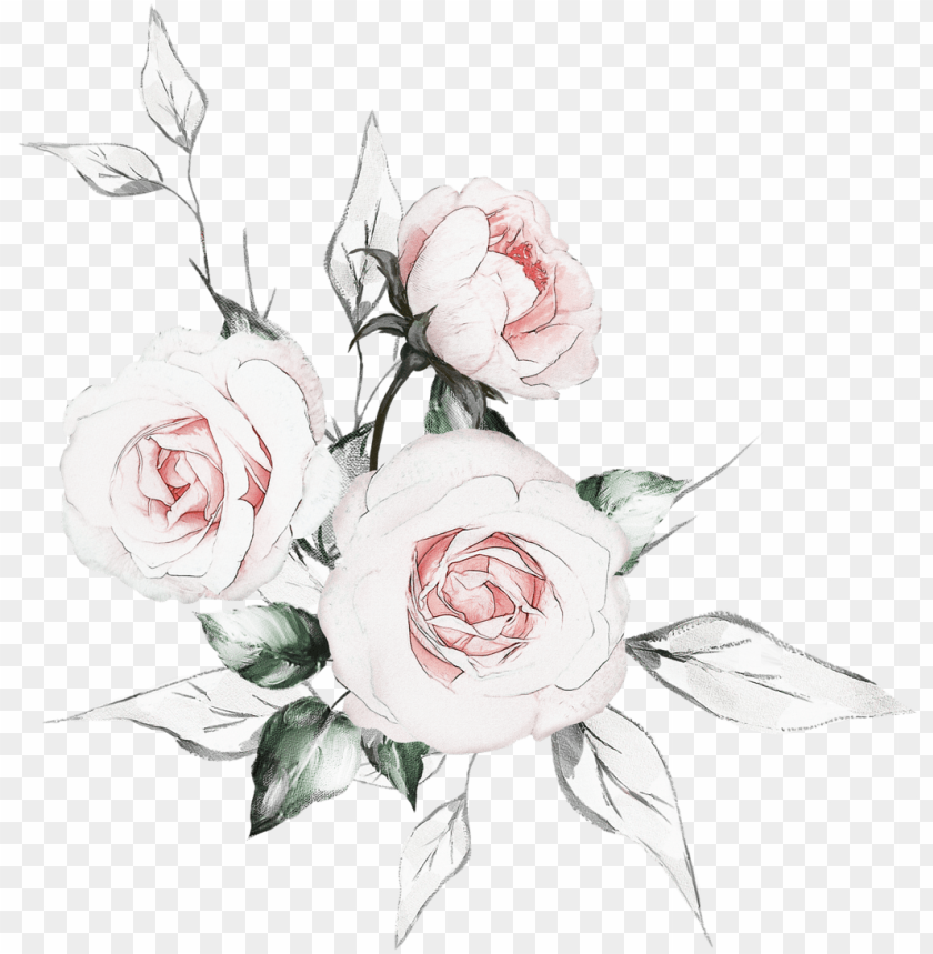 Фотки Watercolor Drawing Floral Watercolor Botanical Hybrid Tea Rose ...