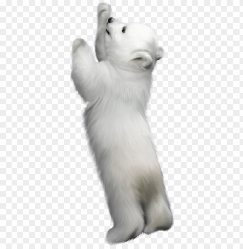 Фотки Winter Backgrounds Bear Clipart Winter Clipart Polar Bear Standing Up PNG Image With Transparent Background