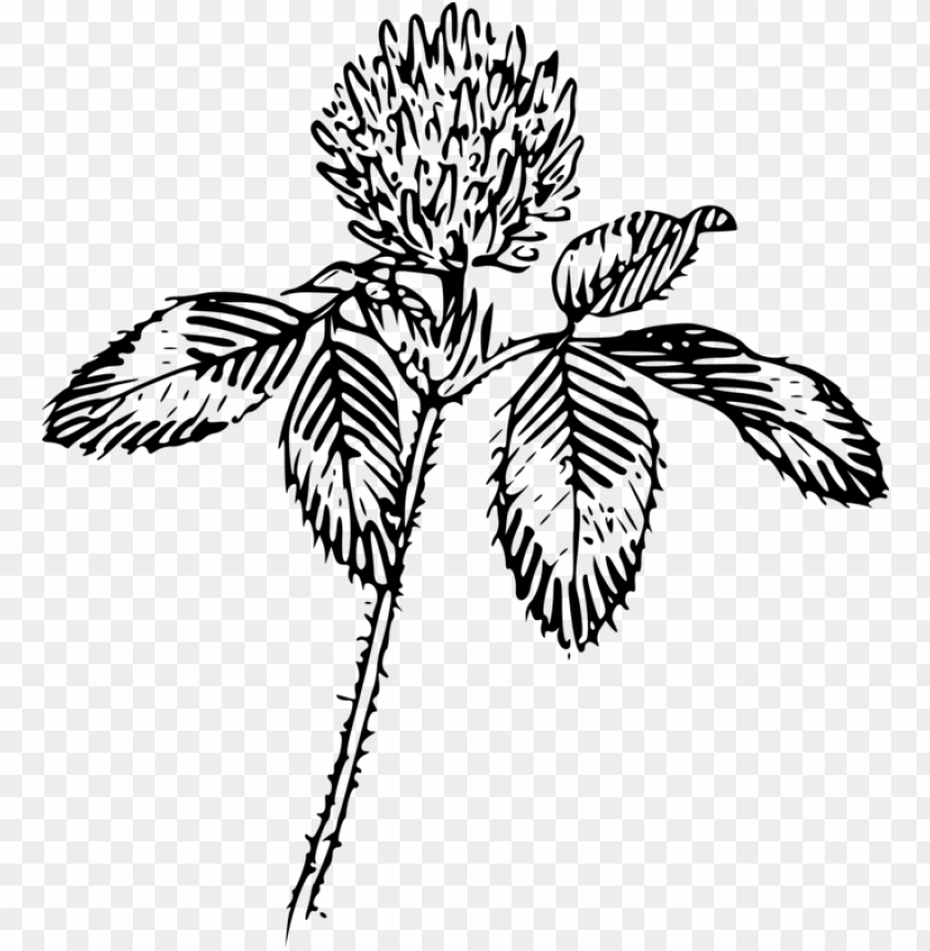 free PNG four-leaf clover flower red clover drawing plant - flower outline PNG image with transparent background PNG images transparent