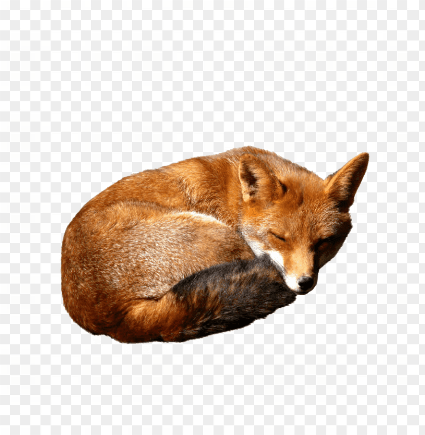 Download fox png images background