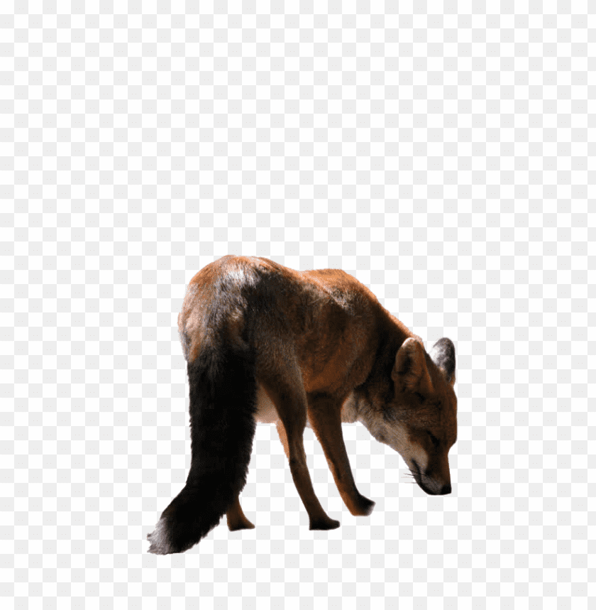 Download Fox Png Images Background