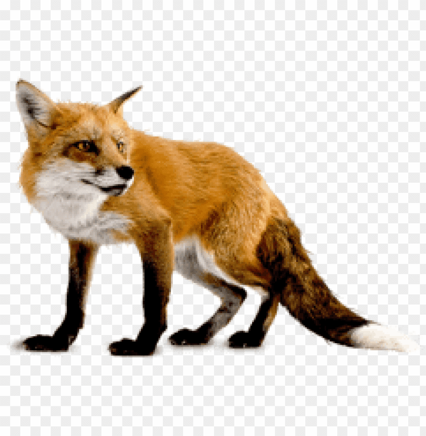 Fox Png Images Background - Image ID 297