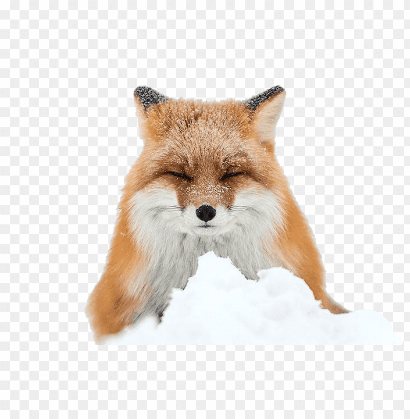 Download fox png images background@toppng.com