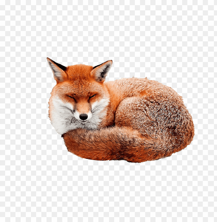 Download fox png images background@toppng.com