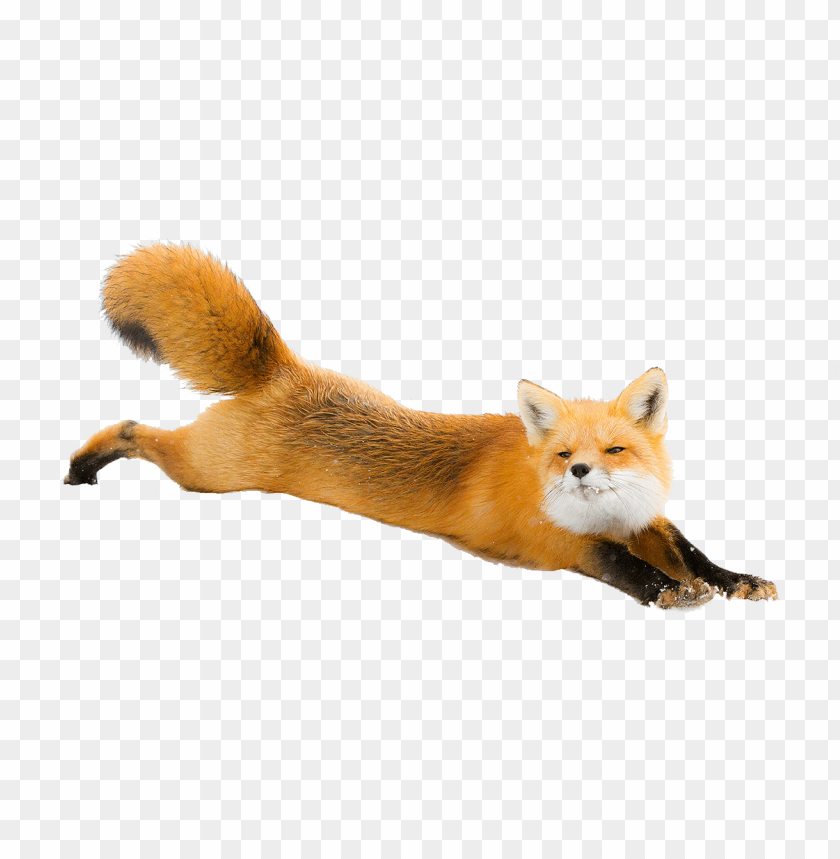Fox Png Images Background - Image ID 2208