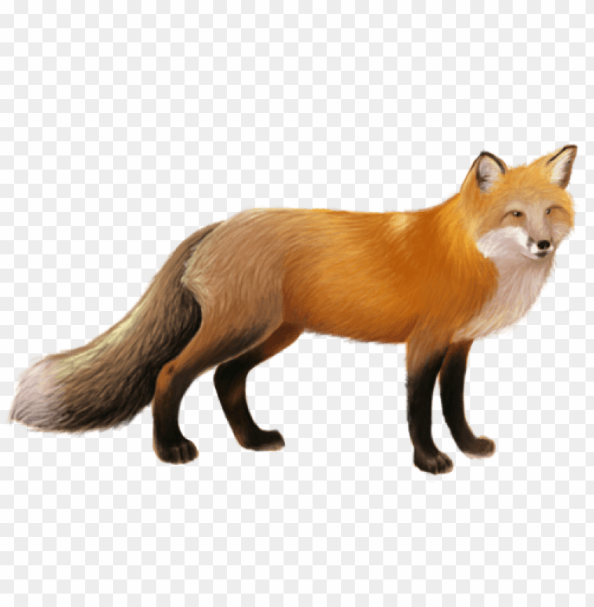 Free Download HD PNG Fox Standing With Sleek Fur Looking Forward Png 