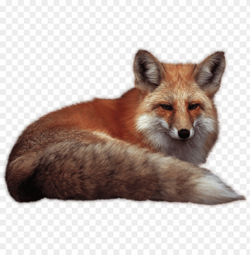 Fox Png Images Background - Image ID 2226