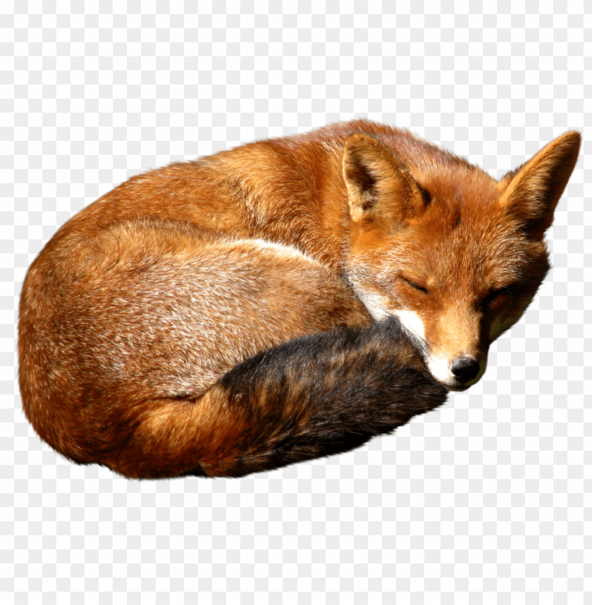 Fox Png Images Background - Image ID 2236