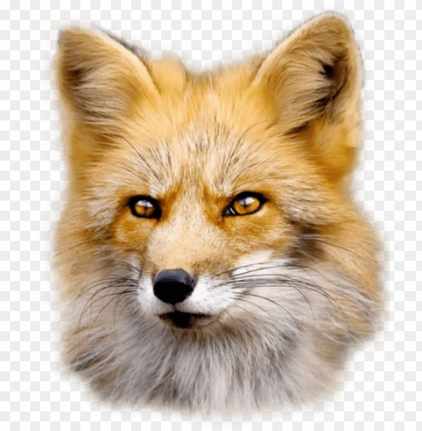 Fox Png Images Background - Image ID 2251