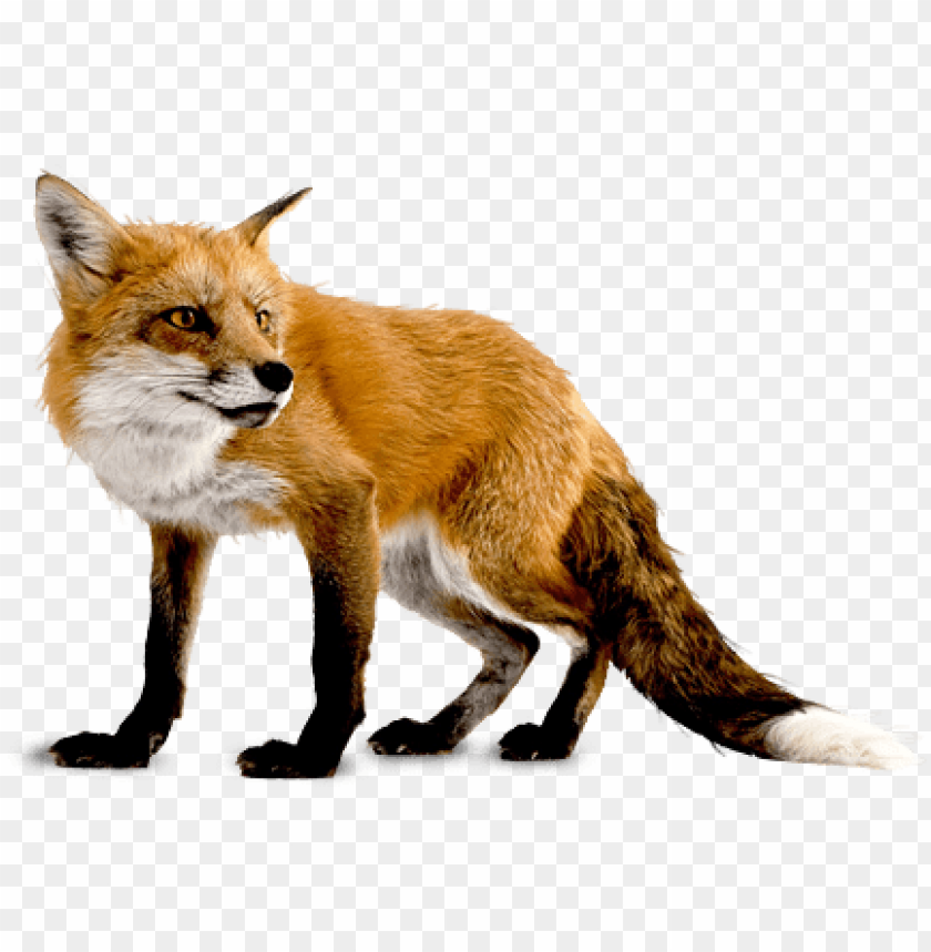 Free Download HD PNG Fox Standing With White Chest And Orange Fur 