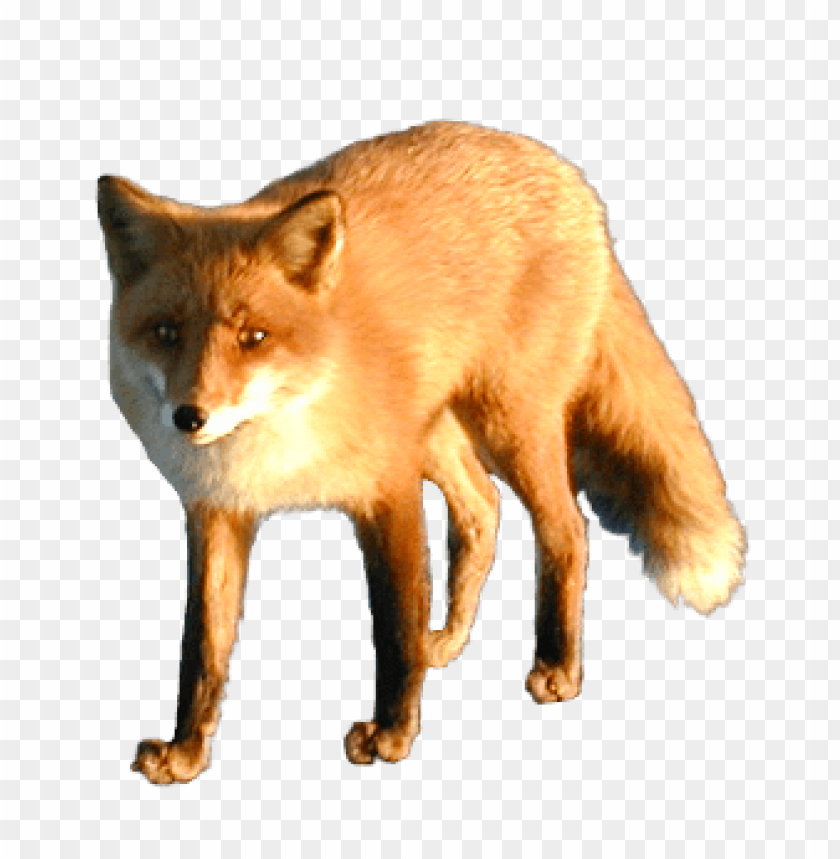 free PNG Download fox png images background PNG images transparent