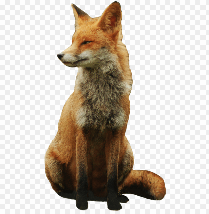 Free Download HD PNG Fox Sitting With Bushy Tail And Reddish Fur Calm 