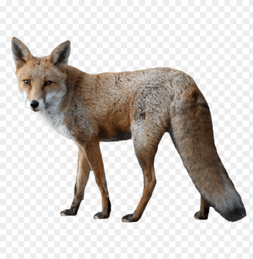 
animals
, 
fox
