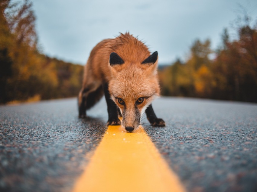 fox, asphalt, markup, sniff, curiosity, wildlife