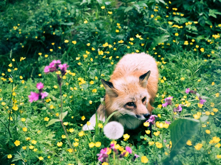 fox, flowers, grass, wildlife, beast