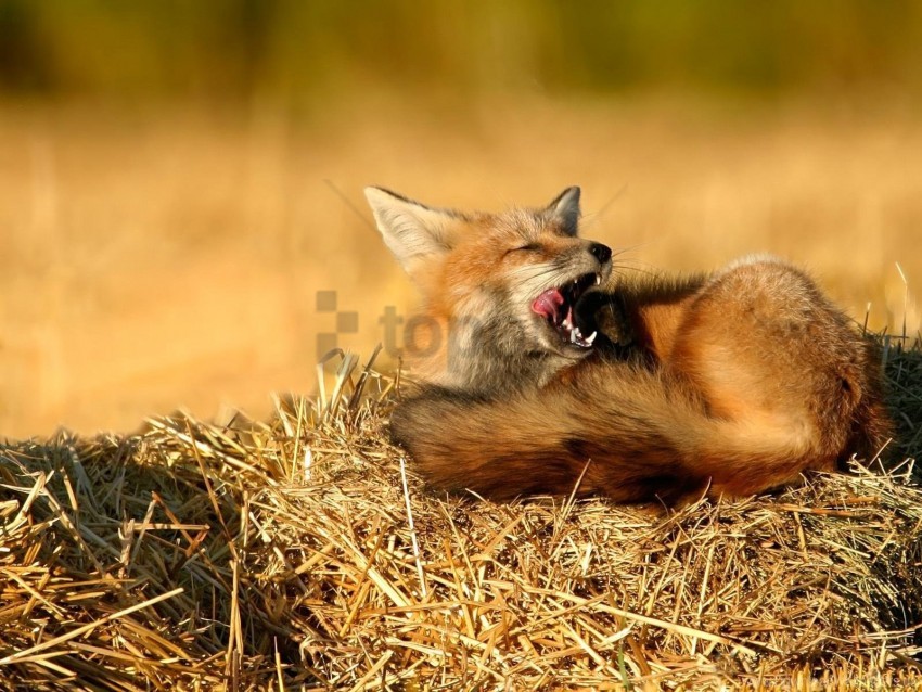 free PNG fox, grass, hay, sit wallpaper background best stock photos PNG images transparent